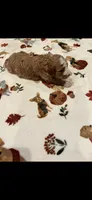 Brown collar, a male Bernedoodle for sale in Diamond Bar, CA – 4 of 4
