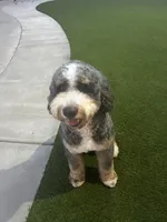 Bandit, a male Bernese Mountain Dog for sale in Diamond Bar, CA – 5 of 8