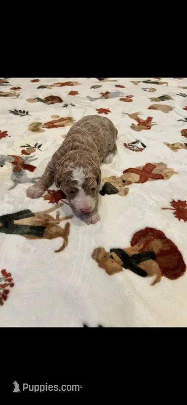 Yellow collar – Bernedoodle puppy for sale in Diamond Bar, CA