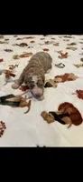Yellow collar, a female Bernedoodle for sale in Diamond Bar, CA – 1 of 4