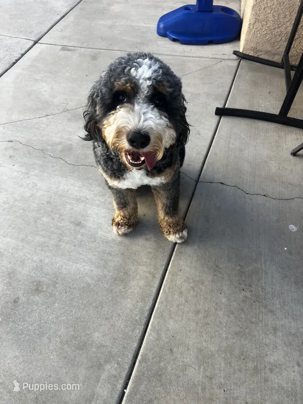 Bandit – Bernese Mountain Dog puppy for sale in Diamond Bar, CA