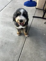 Bandit, a male Bernese Mountain Dog for sale in Diamond Bar, CA – 1 of 8