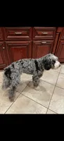 Purple, a female Bernedoodle for sale in Diamond Bar, CA – 4 of 5