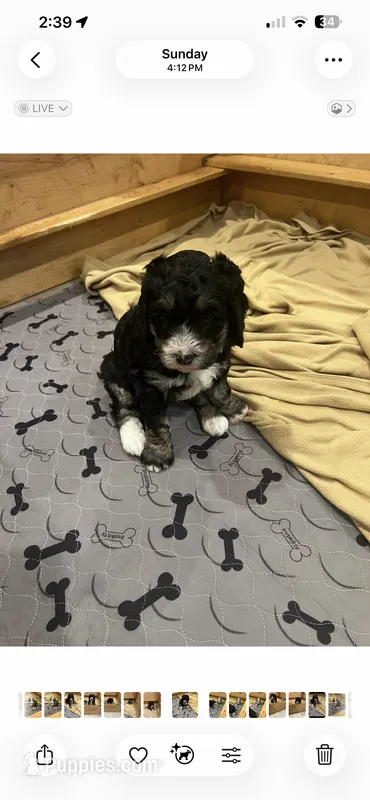Purple – Bernedoodle puppy for sale in Diamond Bar, CA