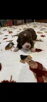 Hershey’s, a male Bernedoodle for sale in Diamond Bar, CA – 5 of 5