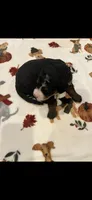 Pink collar, a female Bernedoodle for sale in Diamond Bar, CA – 2 of 4