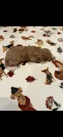 Brown collar, a male Bernedoodle for sale in Diamond Bar, CA – 3 of 4