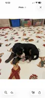 Pink collar, a female Bernedoodle for sale in Diamond Bar, CA – 1 of 4