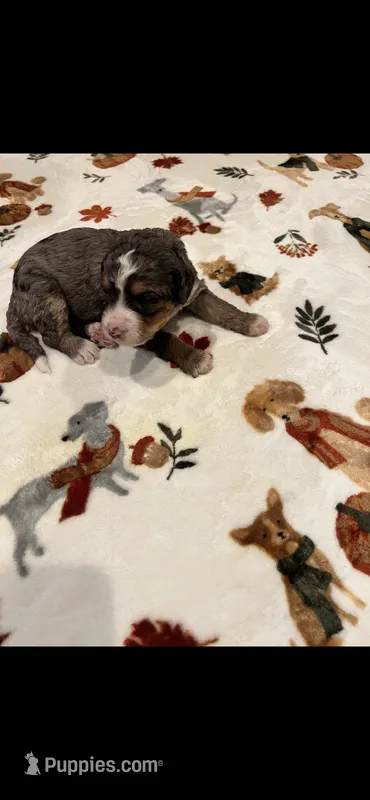 Blue collar – Bernedoodle puppy for sale in Diamond Bar, CA