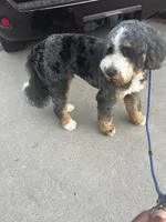 Bandit, a male Bernese Mountain Dog for sale in Diamond Bar, CA – 4 of 8