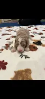 Yellow collar, a female Bernedoodle for sale in Diamond Bar, CA – 4 of 4