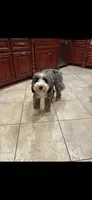 Purple, a female Bernedoodle for sale in Diamond Bar, CA – 3 of 5
