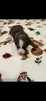 Green collar, a male Bernedoodle for sale in Diamond Bar, CA – 3 of 4