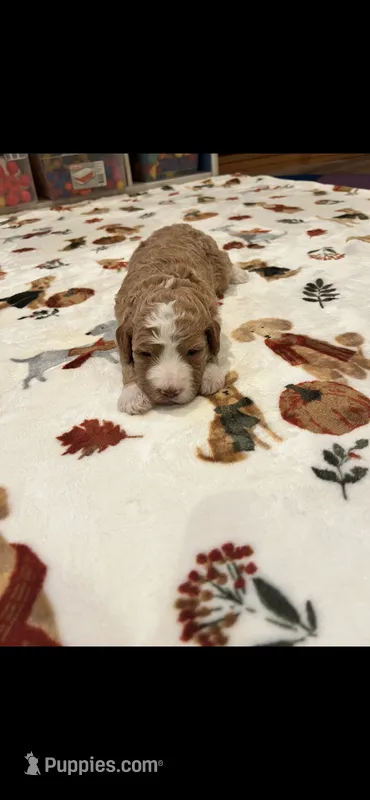 Brown collar – Bernedoodle puppy for sale in Diamond Bar, CA