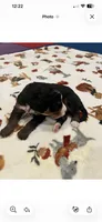 Pink collar, a female Bernedoodle for sale in Diamond Bar, CA – 3 of 4