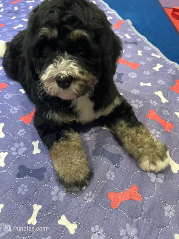 Purple – Bernedoodle puppy for sale in Diamond Bar, CA