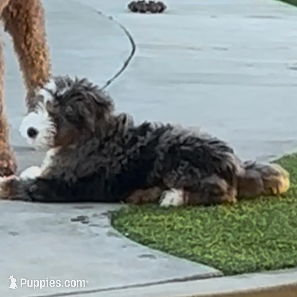 Willow, a female Bernedoodle for sale in Diamond Bar, CA – Photo 4 of 9