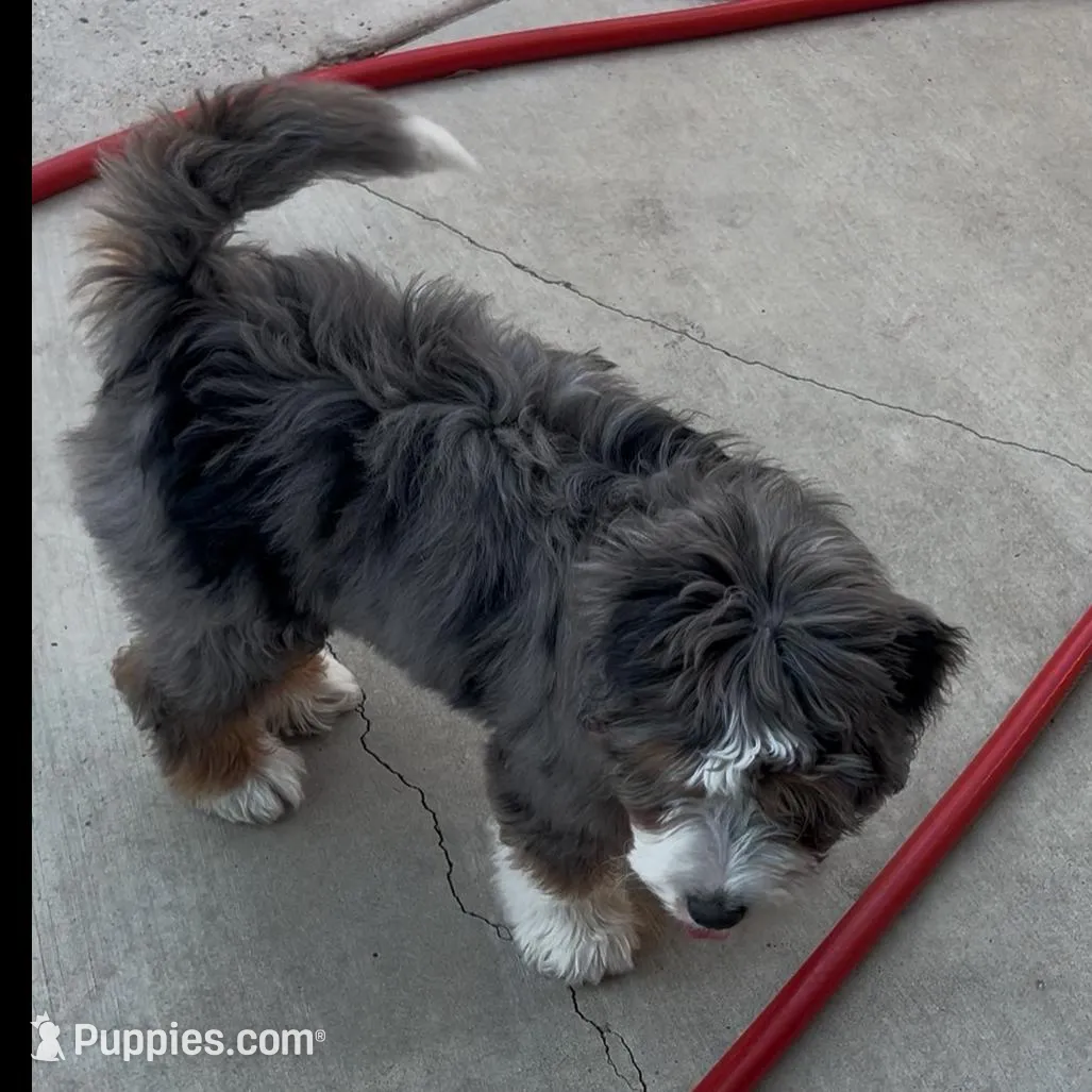 Willow, a female Bernedoodle for sale in Diamond Bar, CA – Photo 8 of 9