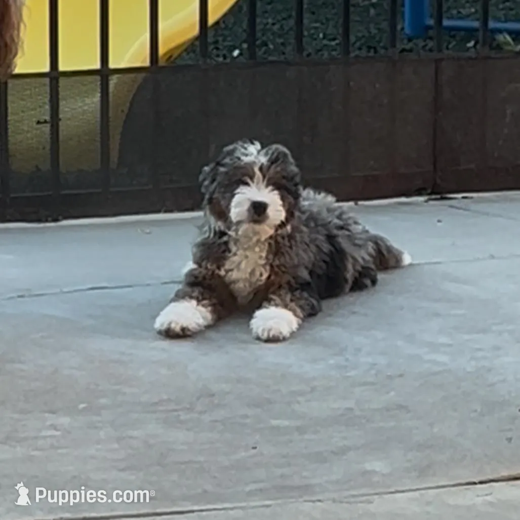 Willow, a female Bernedoodle for sale in Diamond Bar, CA – Photo 9 of 9