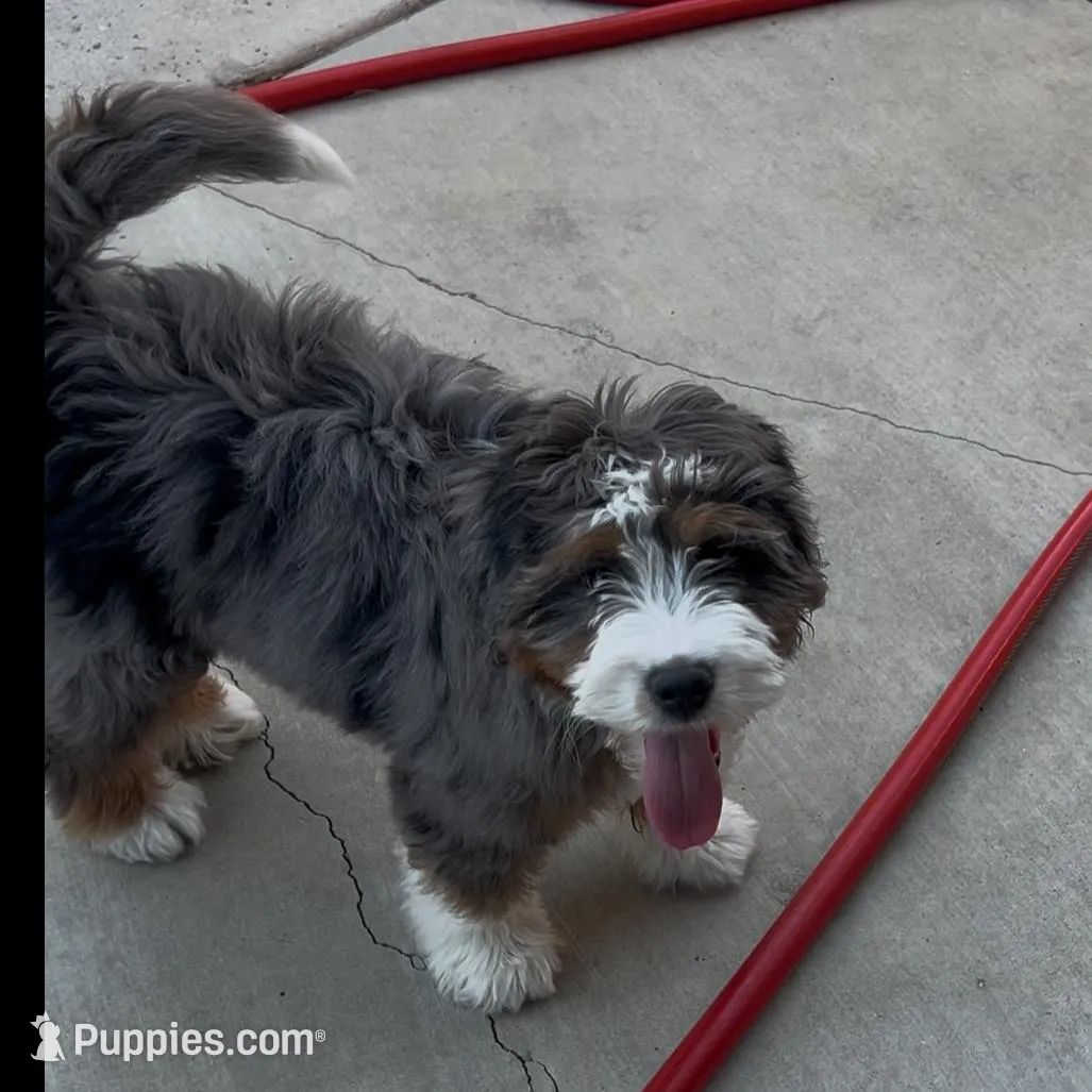 Willow, a female Bernedoodle for sale in Diamond Bar, CA – Photo 7 of 9