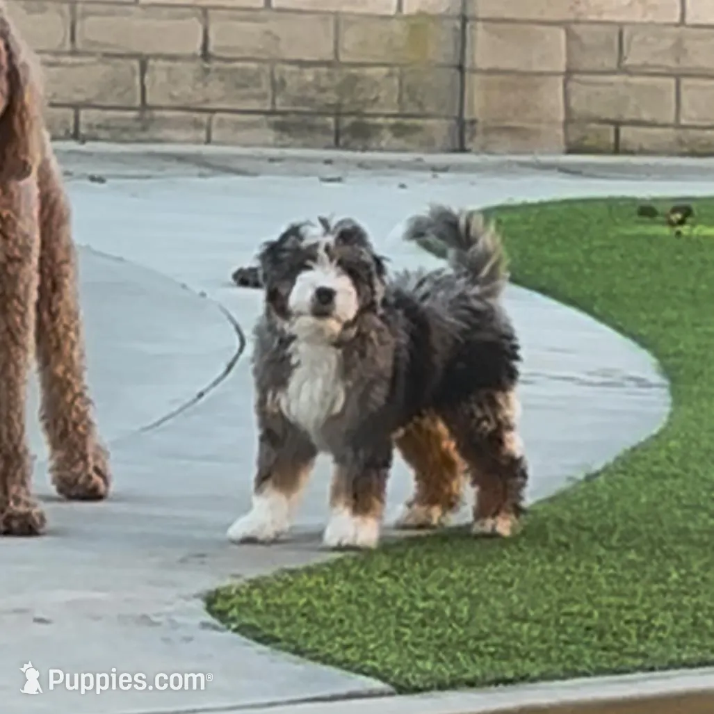 Willow, a female Bernedoodle for sale in Diamond Bar, CA – Photo 5 of 9