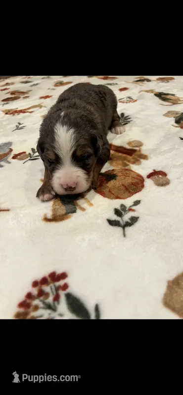 Green collar – Bernedoodle puppy for sale in Diamond Bar, CA