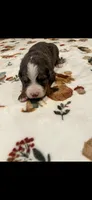 Green collar, a male Bernedoodle for sale in Diamond Bar, CA – 1 of 4