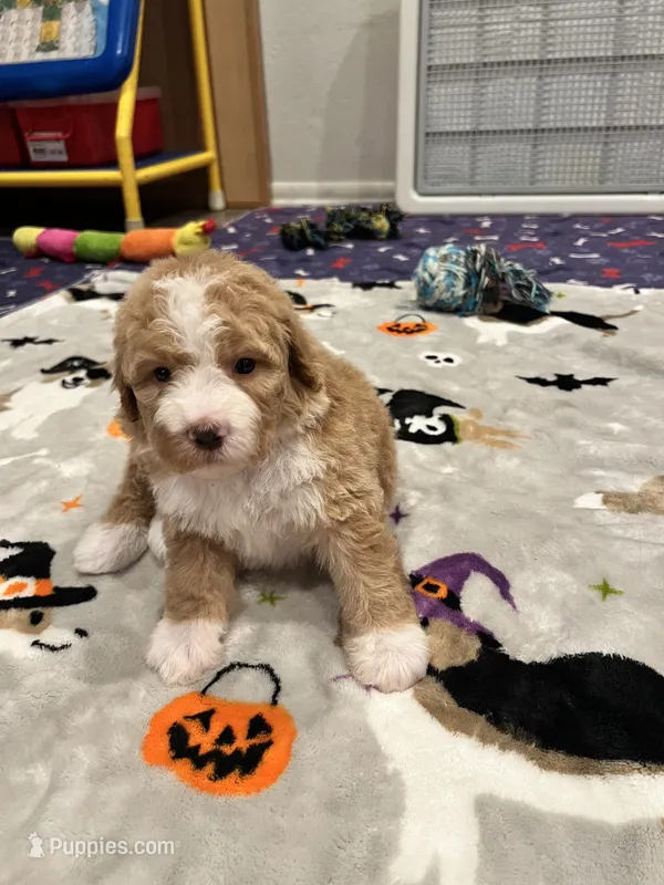 Brown collar – Bernedoodle puppy for sale in Diamond Bar, CA