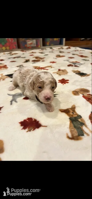 Black collar – Bernedoodle puppy for sale in Diamond Bar, CA