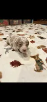 Black collar, a male Bernedoodle for sale in Diamond Bar, CA – 4 of 4