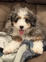 Sweetie, a female Bernedoodle for sale in Diamond Bar, CA – Photo 7 of 9