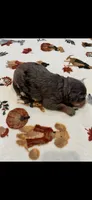 Red collar, a male Bernedoodle for sale in Diamond Bar, CA – 3 of 4