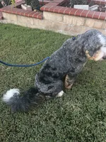 Bandit, a male Bernese Mountain Dog for sale in Diamond Bar, CA – 2 of 8
