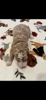Yellow collar, a female Bernedoodle for sale in Diamond Bar, CA – 2 of 4