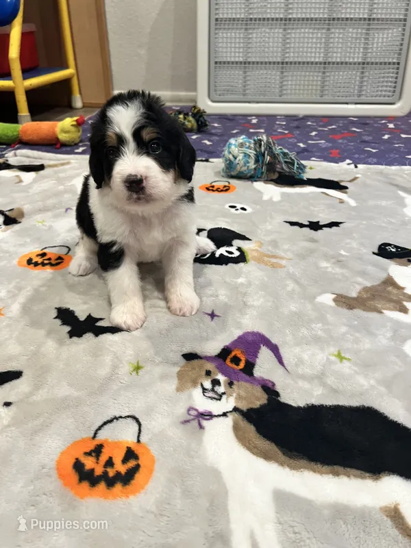 Cowboy – Bernedoodle puppy for sale in Diamond Bar, CA