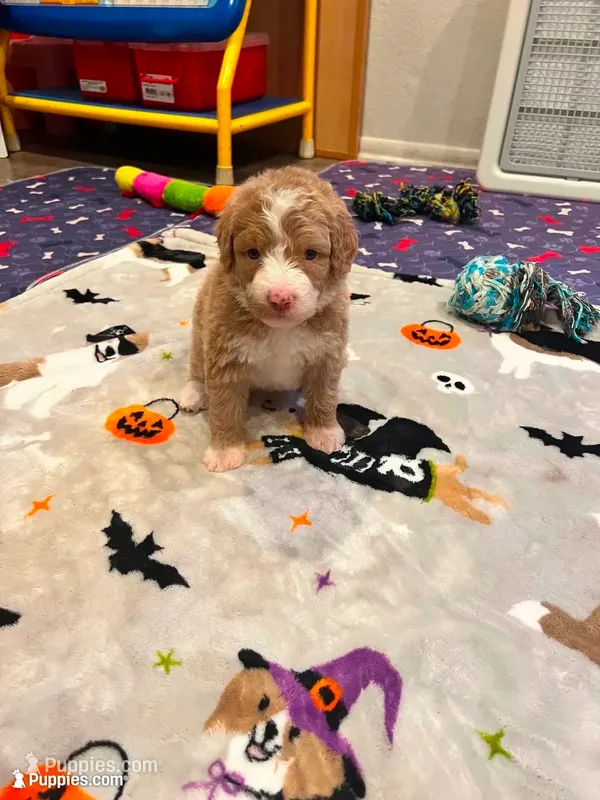 Yellow collar – Bernedoodle puppy for sale in Diamond Bar, CA