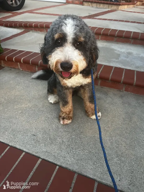 Bandit – Bernese Mountain Dog, Poodle - Miniature  puppy for sale in Diamond Bar, CA