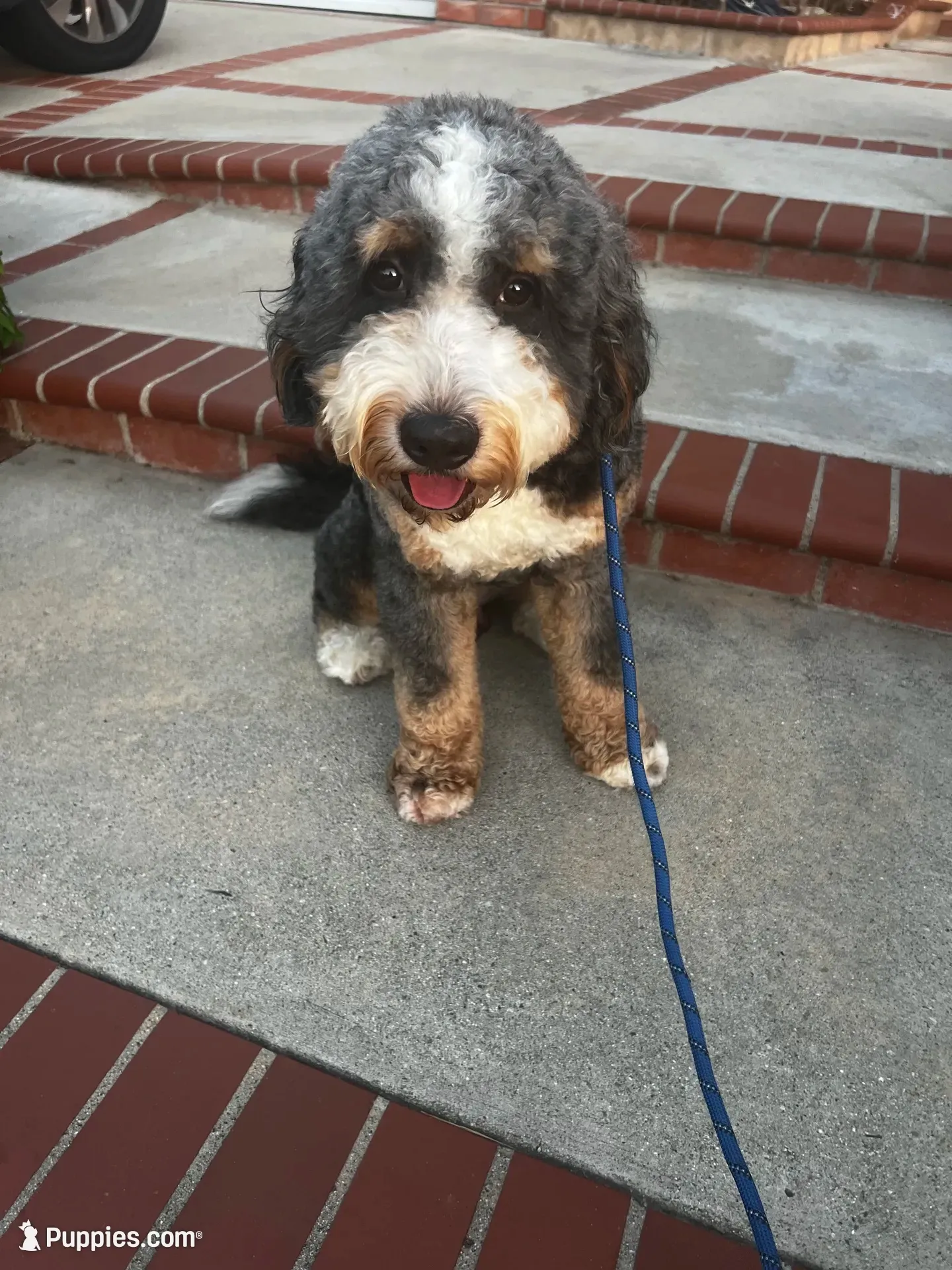 Bandit, a male Bernese Mountain Dog and Poodle - Miniature  for sale in Diamond Bar, CA – 1 of 10