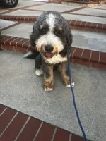 Bandit, a male Bernese Mountain Dog for sale in Diamond Bar, CA – 3 of 8