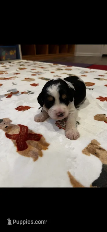 Cowboy – Bernedoodle puppy for sale in Diamond Bar, CA