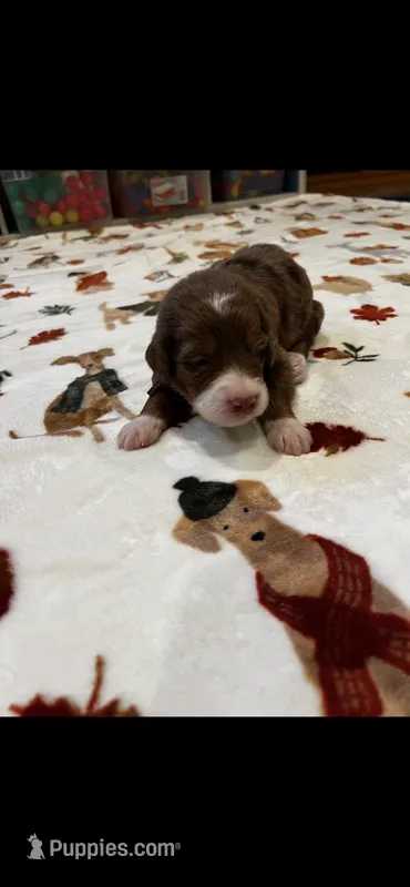 Hershey’s – Bernedoodle puppy for sale in Diamond Bar, CA