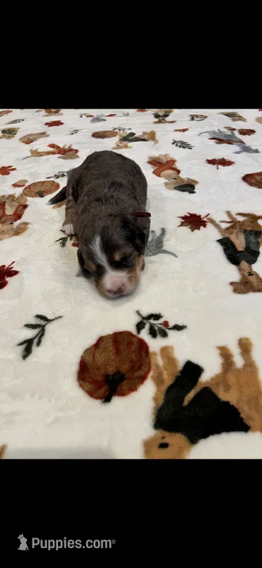 Red collar – Bernedoodle puppy for sale in Diamond Bar, CA