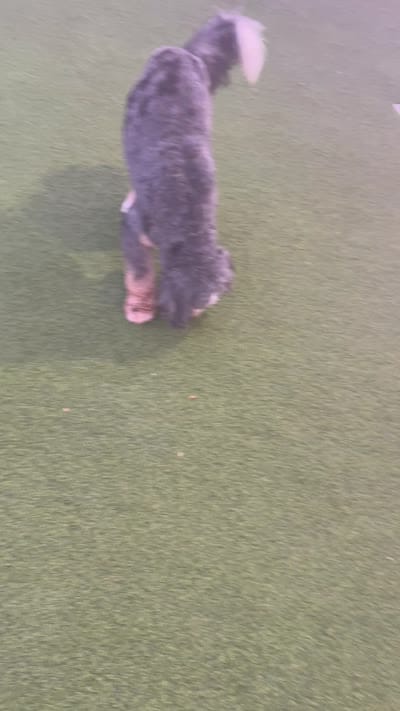 Bandit, a male Bernese Mountain Dog and Poodle - Miniature  for sale in Diamond Bar, CA – 10 of 10