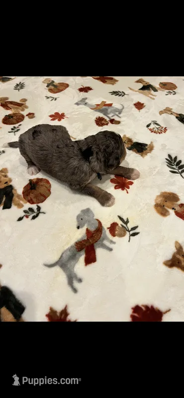 Blue collar – Bernedoodle puppy for sale in Diamond Bar, CA