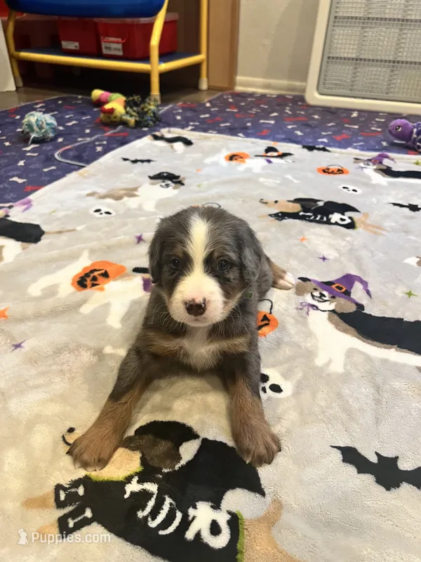 Green collar – Bernedoodle puppy for sale in Diamond Bar, CA