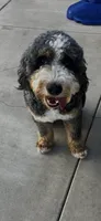 Bandit, a male Bernese Mountain Dog and Poodle - Miniature  for sale in Diamond Bar, CA – 8 of 10