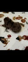 Hershey’s, a male Bernedoodle for sale in Diamond Bar, CA – 4 of 5