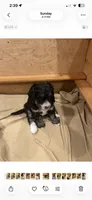 Purple, a female Bernedoodle for sale in Diamond Bar, CA – 2 of 5