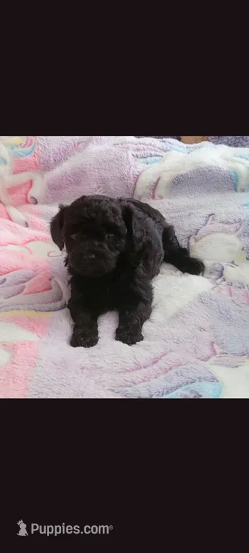 Charlie – Poodle - Toy  puppy for sale in Denham Springs, LA