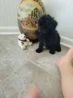 Black Jack, a male Poodle - Toy  for sale in Denham Springs, LA – 5 of 8